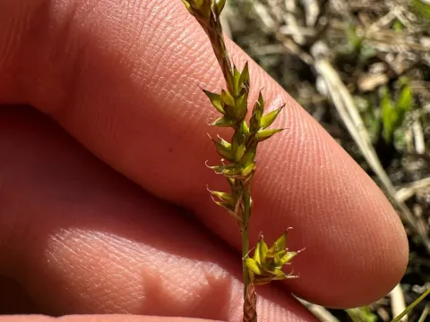 Elongated sedge