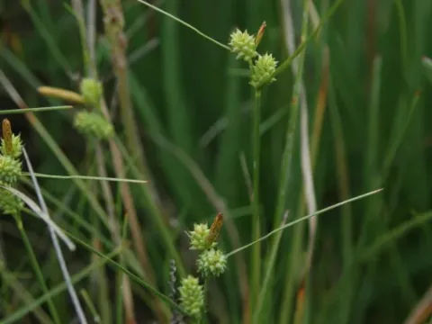 Long-bracted sedge