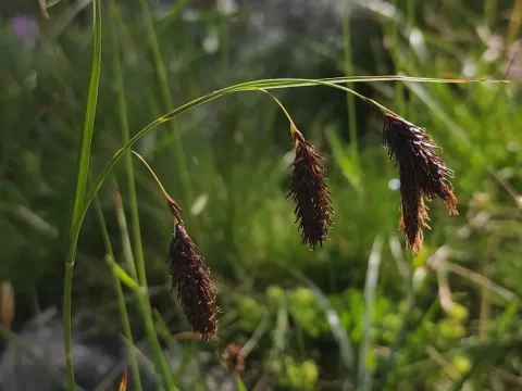 Cold sedge