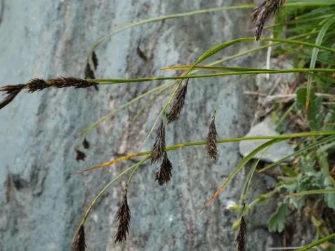 Sooty sedge