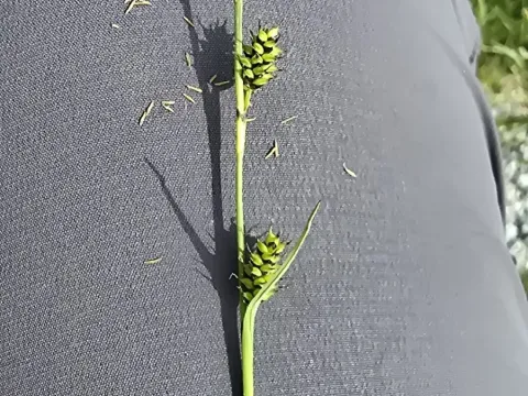 Tawny Sedge