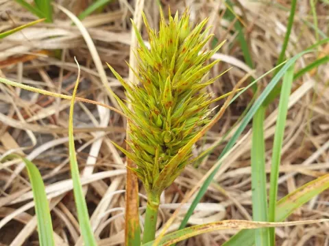 Carex kobomugi