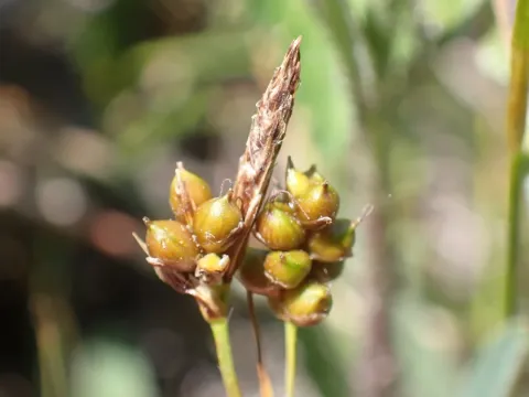 Shining sedge