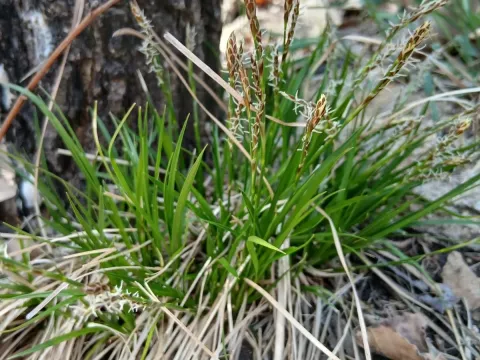 Bird's-foot sedge