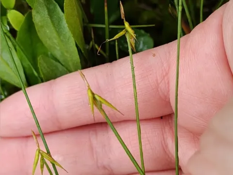 Few-flowered sedge