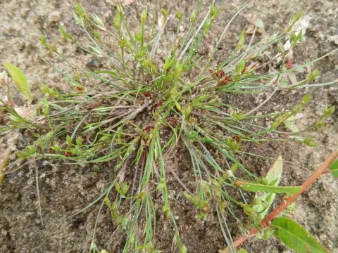 Toad rush
