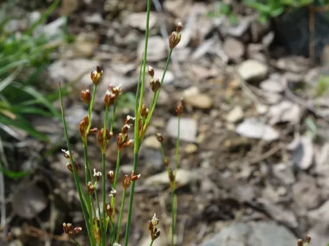 Alpine rush