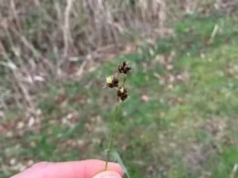 Alpine wood-rush