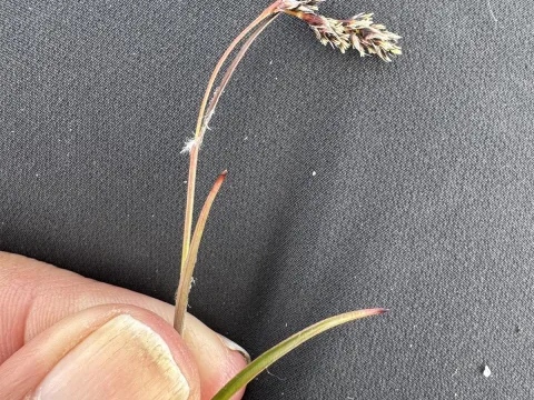Spiked wood-rush