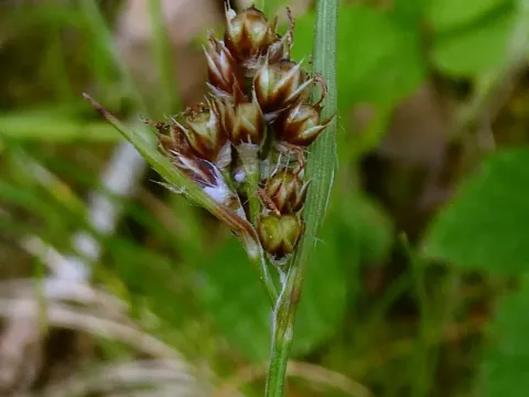 Heath wood-rush