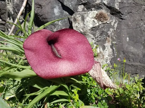 Helicodiceros