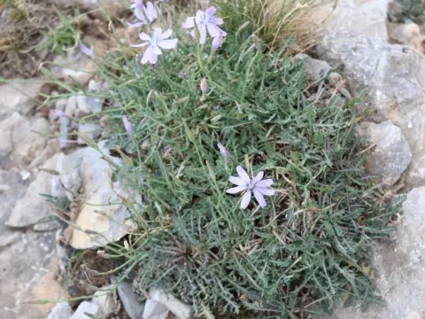 Латук заплутаний