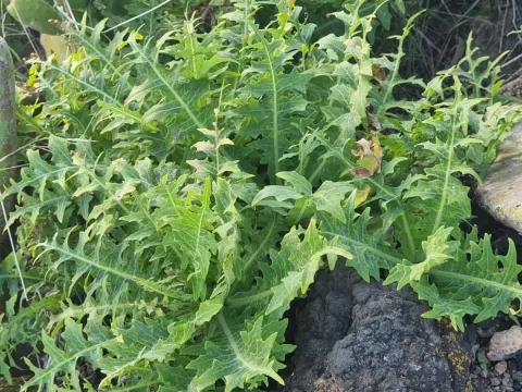 Sonchus ustulatus