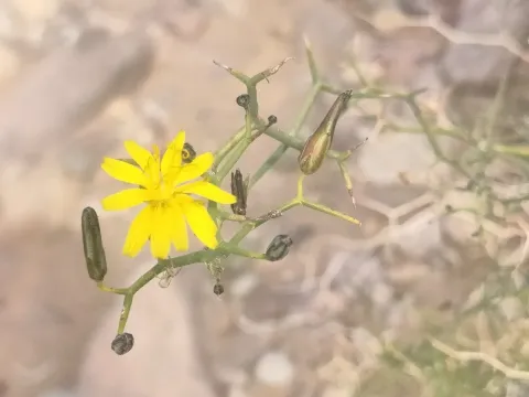 Launaea arborescens