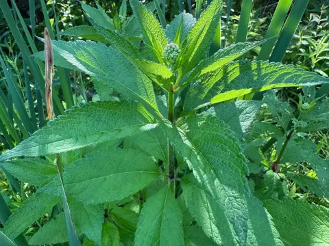 Spotted Joe-Pye weed