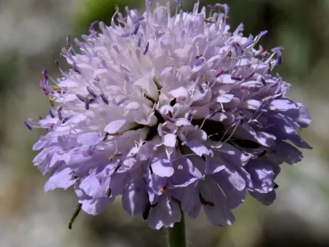 Knautia magnifica