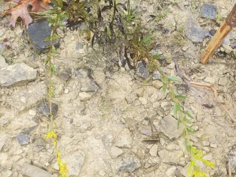 Short's Goldenrod