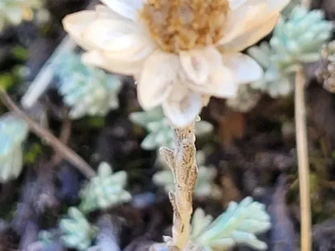 Castroviejoa frigida