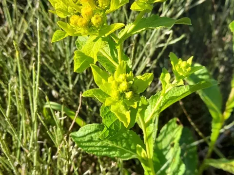Inula bifrons