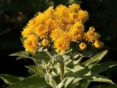 German elecampane