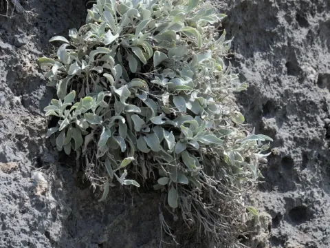 Inula candida