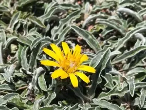 Mountain inula