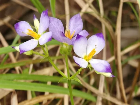 Exacum