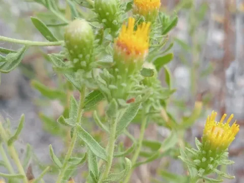 Chiliadenus