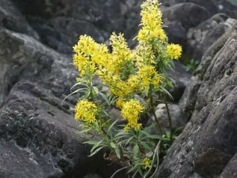 Solidago yokusaiana