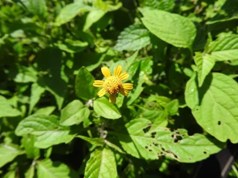 Acmella repens