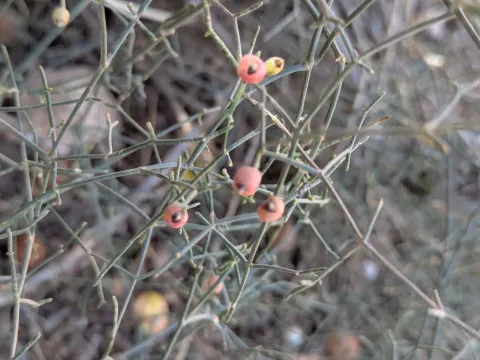 Ephedra altissima