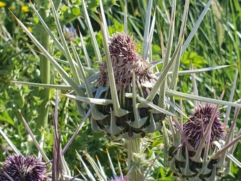 Ivory thistle
