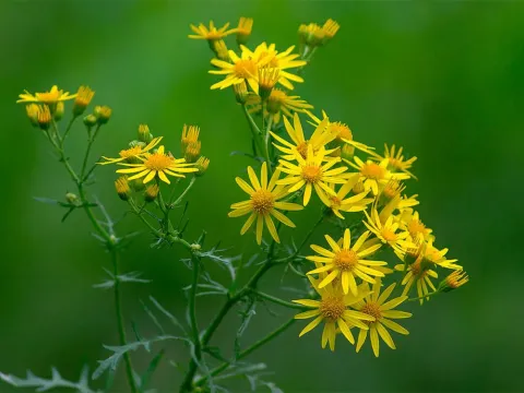 Senecio grandiflorus