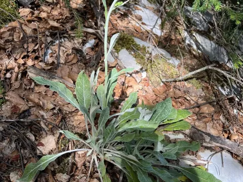 Senecio thapsoides