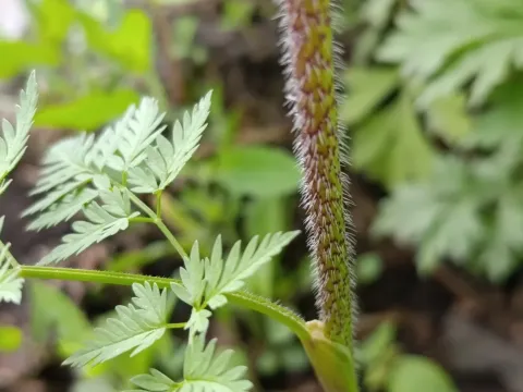 Prescott's Chervil