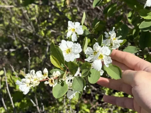 Exochorda