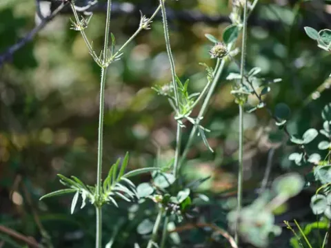 Knautia collina