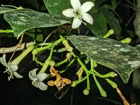 Fagraea