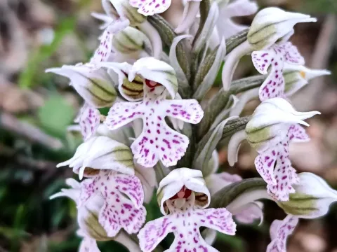 Зозульки корсиканські