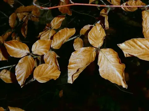 Beech