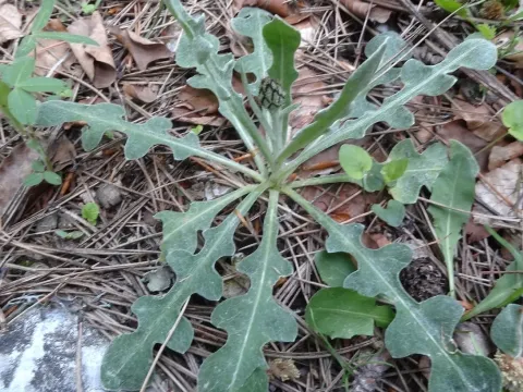 Pindus cornflower