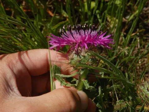 Centaurea polyacantha