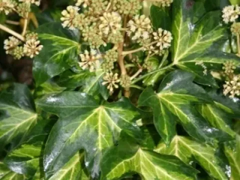 Fatshedera lizei
