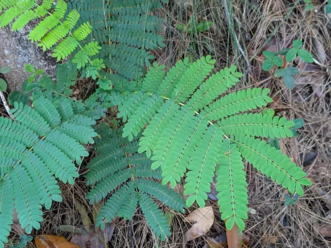 Paraserianthes falcataria