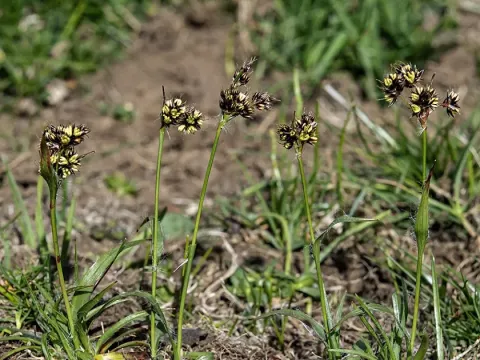 Luzula caespitosa