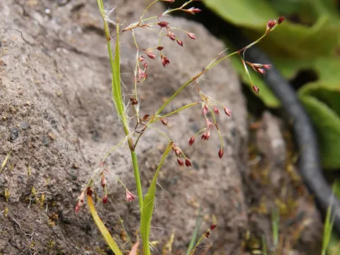 Luzula elegans