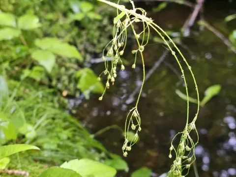 Small-flowered wood-rush