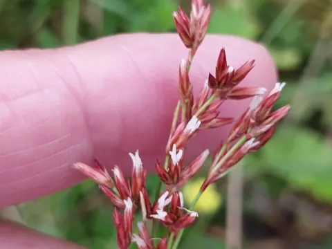 Luzula purpureosplendens