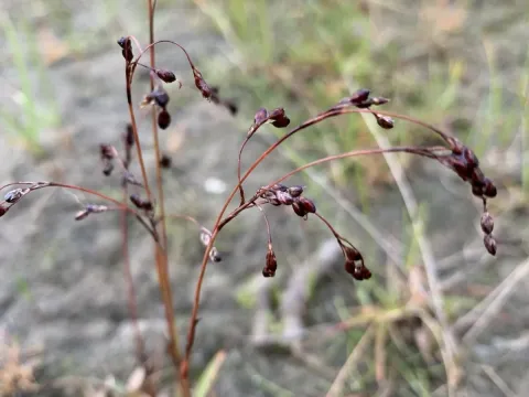 Wahlenberg's wood-rush