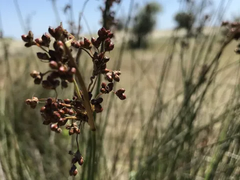 Ситник береговой